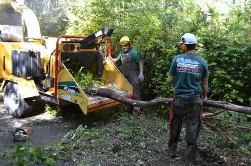 tree services Howey-in-the-Hills